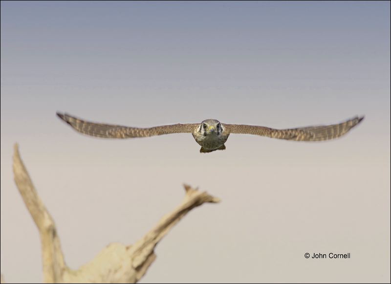 Falcon;Florida;Kestrel;American Kestrel;Southeast USA;flying bird;one animal;close-up;color image;nobody;photography;day;birds;animals in the wild;flight;Falco sparverius;Birds of Prey;Curved Beak;Hunter;Hunters;Predator;Predatory;Talon;Talons;Raptor;Raptors;avifauna;feathered;feathers;wilderness;perch;perching;watch;Flying bird;One animal;Close-up;Color image;Outdoors;Wildlife;Birds;Animals in the wild;Flight;action;active;aloft;in flight;motion;movement;soar;soaring;winged;wings;behavior;watchful;outdoors;Close up;close up